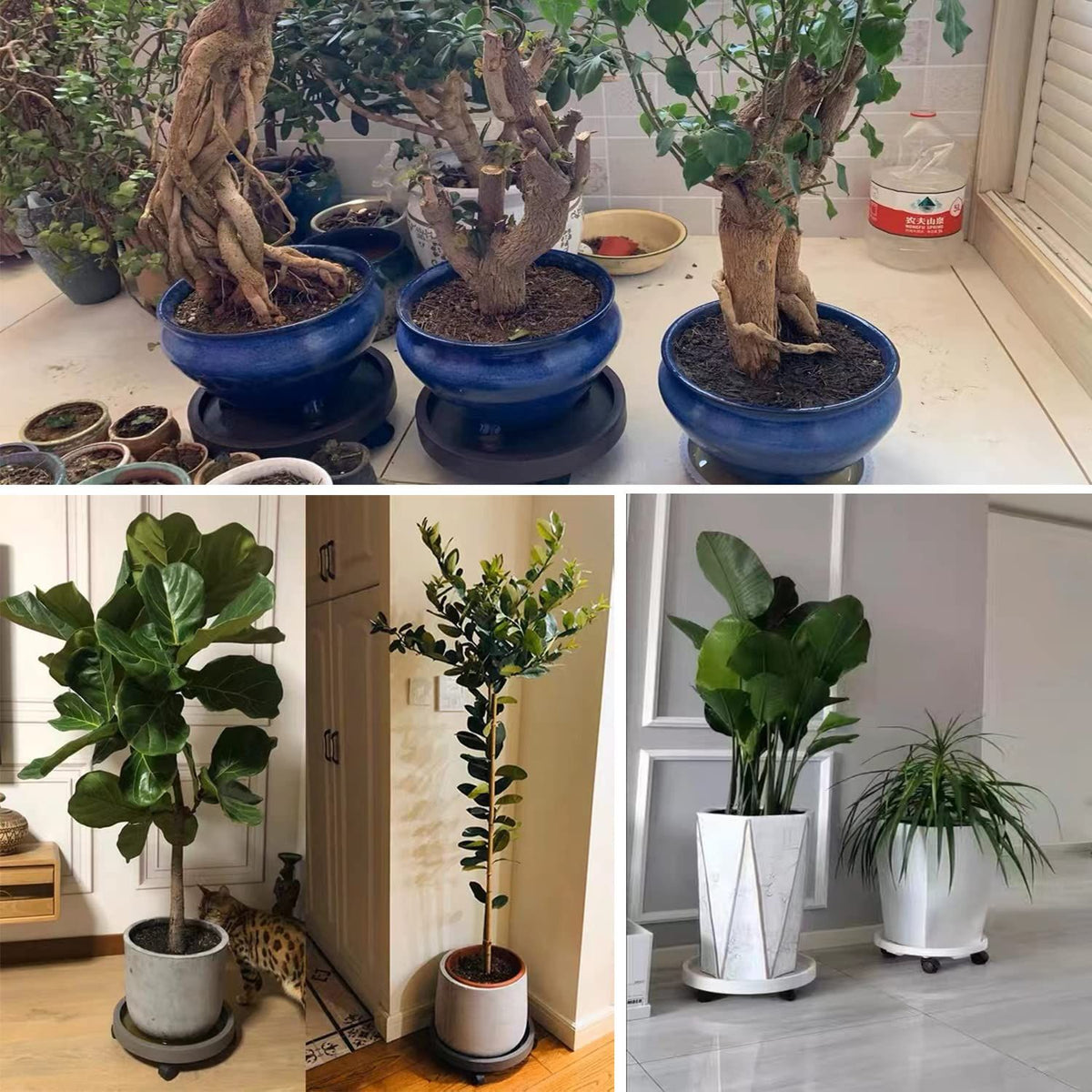 Set of 8 Rolling Plant Caddies – product view 3 of 7