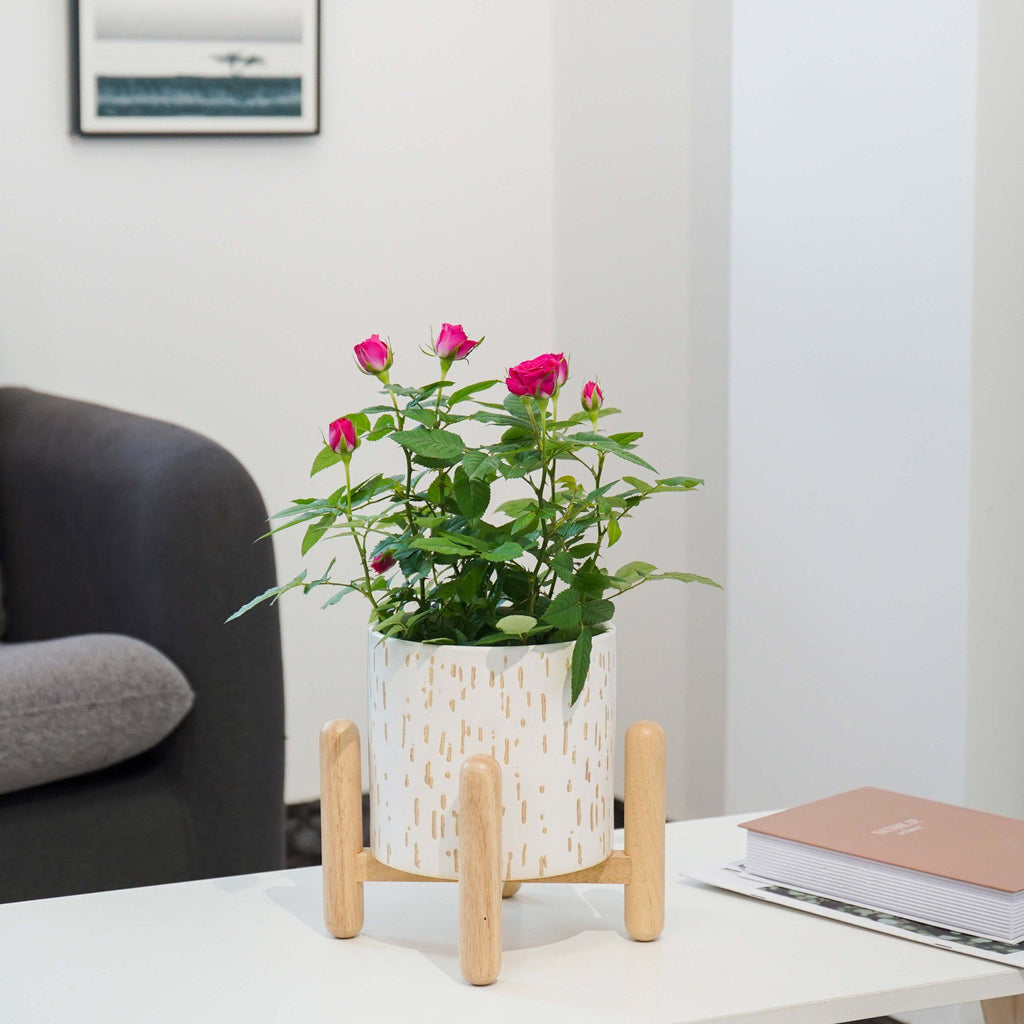 6-Inch White Ceramic Planter with Wood Stand – product view 4 of 5